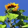 Sonnenblumen-Saatgutpaket - 10 Arten Produktbild-Vorschau 8