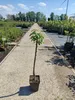 Prunus avium 'Rainier', Gelber Kirschbaum, Höhe 100cm, 5 Produktbild-Vorschau 5