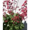 Heuchera "Mint Marquess" - Purpurglöckchen "Mint Marquess" Produktbild-Vorschau 2