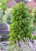 Taxus baccata, Europäische Eibe, immergrün, 40–60 cm Produktbild-Vorschau 10