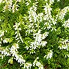 Wiszaca Calluna - zestaw 3 roslin - wiszacy wrzos miotlasty Podgląd zdjęcia produktu 4