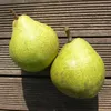Novemberbirne, Novembra, robuste Spätherbstbirne, Produktbild-Vorschau 1