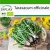 SAFLAX - BIO - púpava - Taraxacum officinale - 400 Semená - Náhľad obrázku produktu 10