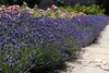 Stauden Gänge 1 x Lavandula angustifolia 'Dwarf Blue' - Produktbild-Vorschau 3