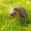 Gartenfiguren wetterfeste Vögel, Adler, Eichhörnchen und Produktbild-Vorschau 2