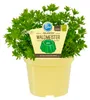 Waldmeister- Galium odoratum - Kräuterpflanze im 12cm Topf Produktbild-Vorschau 1