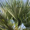 Trachycarpus fortunei, palma di Hanf, palma, altezza 70-80 Anteprima dell’immagine prodotto 5