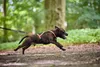 Non-stop dogwear Geschirr Rush Harness schwarz/orange, Produktbild-Vorschau 17