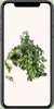 Cissus Rhombifolia Ellen Danica - Ø17Cm - ↕70Cm Podgląd zdjęcia produktu 7