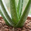 2er-Set Aloe Vera, Sukkulente, 35-45 cm, Topf 12 cm Produktbild-Vorschau 6