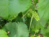 Weinrebe Swenson Red, rosa, 2L Topf, frost- & Produktbild-Vorschau 6