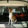 TolleTour recinto per cani auto Prendere 3 filo spinato, Anteprima dell’immagine prodotto 6