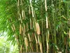Stauden Gänge 3 x Fargesia robusta 'Pingwu' im C2 Topf - Produktbild-Vorschau 5
