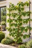 Mannelijke Kiwi 'Atlas', 50–70 cm – Actinidia chinensis. Productafbeelding-voorbeeld 3