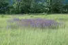 Salvia pratensis, Wiesensalbei, violett, ca. 9x9 cm Topf Produktbild-Vorschau 4