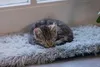 Beeztees Fensterbankauflage Blizz Katze Plüsch grau 65 x 27 Produktbild-Vorschau 5