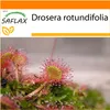 SAFLAX Garden in the bag - Rosnatka okrouhlolistá - Drosera Náhled obrázku produktu 10