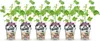 GreenboutiQ - Obstpflanzen - Jostabes - Ribes Jostabes - Produktbild-Vorschau 1