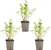 Bloomique - Zestaw 3 szt. - Levisticum Officinale - Lubczyk Podgląd zdjęcia produktu 2