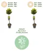 Euonymus fortunei Emerald n Gold - Roślina stojąca - Podgląd zdjęcia produktu 8