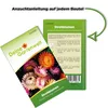 Strohblumen Gefüllte Mischung Samen - Helichrysum Produktbild-Vorschau 3