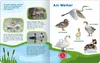 Mein großes Buch der Vogelstimmen Produktbild-Vorschau 4