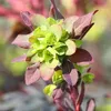 6 x mandľový mliečnik  - Euphorbia amygdaloides 'Purpurea'  Náhľad obrázku produktu 2