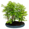 Venkovní bonsaje Metasequoia glyptostroboides – velký les s Náhled obrázku produktu 2