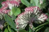 Bloomique - Lot de 2 - Euphorbia Lactea Cristata - Euphorbe Voir les images du produit 3