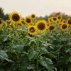 Schwarze Sonnenblumenkerne 25 kg Vogelfutter Ernte 2025 Produktbild-Vorschau 6