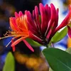 Lonicera Japonica 'Red World' - ↨65Cm - Ø15 Produktbild-Vorschau 6