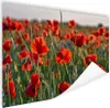 MuchoWow® Poster Blumen - Mohnblumen - Natur - Rot 180x120 Produktbild-Vorschau 1