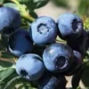 A close-up of several ripe blueberries on a branch with green leaves. Anteprima dell’immagine prodotto