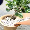 A close-up shot of a bonsai tree in a pot, with white pebbles being added to the soil using a small scoop. Produktbild-Vorschau
