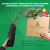 Malina Willamette - 2 rośliny - odporna na mróz i Podgląd zdjęcia produktu 3