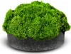 Eco Plant Riccia Fluitans - roślina invitro sadzonka Eco Podgląd zdjęcia produktu 1