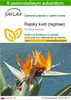 SAFLAX - rajský kvet (reginae) - Strelitzia reginae - 5 Náhľad obrázku produktu 1