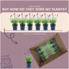 Plants by Frank | 6 Blauer Duft-Lavendel Pflanzen | Produktbild-Vorschau 6