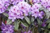 Rhododendron Hybr. 'Blue Peter', Rhododendron, blauviolett, Produktbild-Vorschau 1