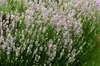 Stauden Gänge 1 x Lavandula angustifolia 'Rosea' - Echter Produktbild-Vorschau 5