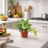 Monstera Siltepecana 20-30 cm - Snadno udržovatelná Náhled obrázku produktu 4