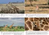 Tierkinder Giraffen DIN A5 Kalender für 2027 Giraffen - Produktbild-Vorschau 4