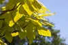 Catalpa bignonioides, Trompetenbaum, 40–60 cm, ca. 12 cm Produktbild-Vorschau 7