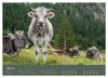Allgäuer Rindvieh 2027 (Wandkalender 2027 DIN A2 quer), Produktbild-Vorschau 5