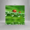 Bilder auf glas - Marienkäfer Wasser Grün Umwelt - 60x60cm Produktbild-Vorschau 3