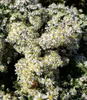 BALDUR Garten 5x Bodendecker Steinaster Snowflurry, Produktbild-Vorschau 4