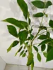 Juglans regia 'Franquette', Walnussbaum, 5-Liter-Topf Produktbild-Vorschau 2