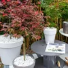 A Japanese maple tree in a pot, with other plants and garden furniture in the background. Podgląd zdjęcia produktu