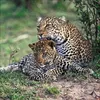 Korsch Kalender 2027 Big Cats Wildlife-Fotografien mit Produktbild-Vorschau 11