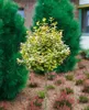 A topiary-style shrub with variegated green and yellow leaves stands in a garden setting. Produktbild-Vorschau